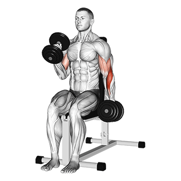 Alternate Hammer Curl demonstration