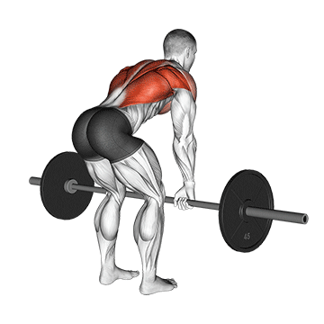Bent Over Barbell Row demonstration