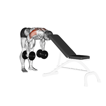 Seated Bent-Over Rear Delt Raise demonstration