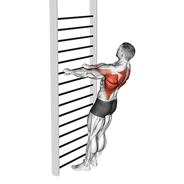 Bodyweight Mid Row demonstration
