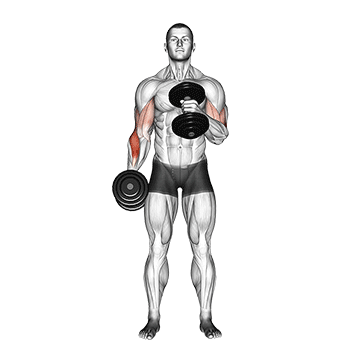 Cross Body Hammer Curl demonstration
