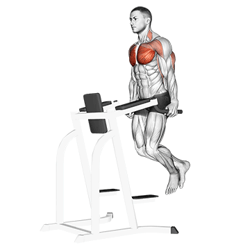 Dips - Chest Version demonstration