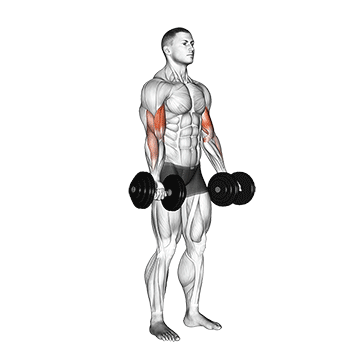 Dumbbell Bicep Curl demonstration
