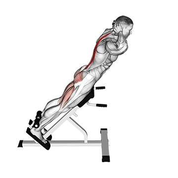 Hyperextensions (Back Extensions) demonstration