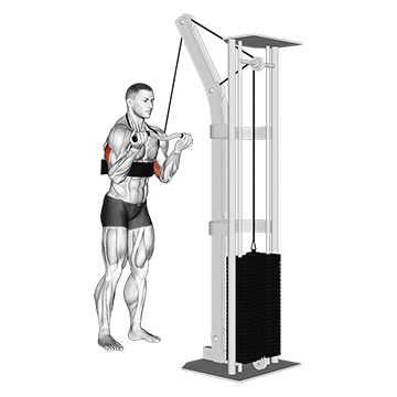 Reverse Grip Triceps Pushdown demonstration