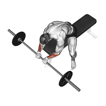 Seated Palms-Down Barbell Wrist Curl demonstration