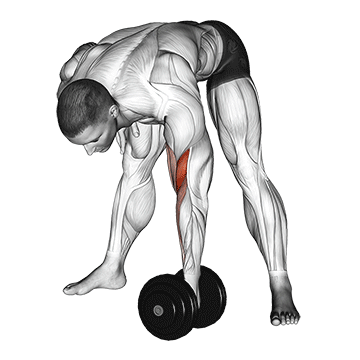 Standing Concentration Curl demonstration