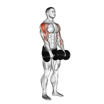Standing Dumbbell Upright Row demonstration