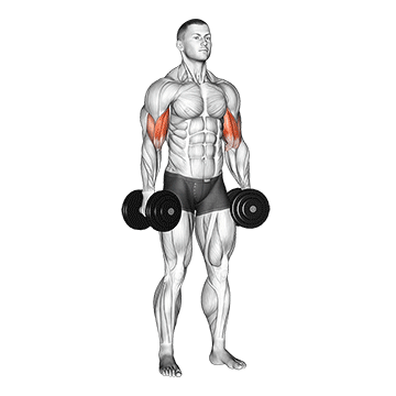 Standing Inner-Biceps Curl demonstration