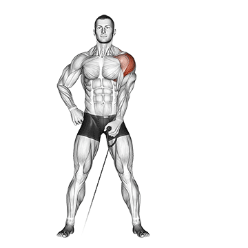 Standing Low-Pulley Deltoid Raise demonstration