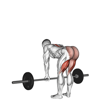 Stiff-Legged Barbell Deadlift demonstration