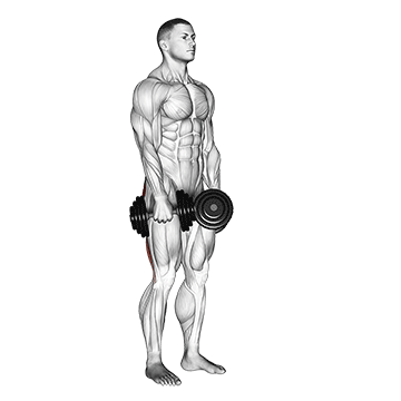 Stiff-Legged Dumbbell Deadlift demonstration
